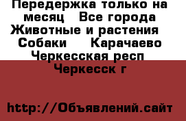 Передержка только на месяц - Все города Животные и растения » Собаки   . Карачаево-Черкесская респ.,Черкесск г.